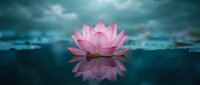 Pink lotus flower floating on calm water surface with perfect reflection under dramatic cloudy sky. Zen meditation and spiritual awakening concept.