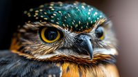 Small owl with vibrant turquoise and golden feathers showcasing detailed plumage and bright yellow eyes in close-up portrait for wildlife photography projects.