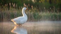 White domestic goose standing in shallow water with golden sunset reflection, surrounded by tall marsh grasses in peaceful wetland setting.