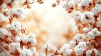 Fluffy cotton plant bolls frame against warm peach sunset sky, creating natural border with ripe cotton flowers and brown stems, soft dreamy atmosphere.