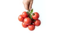 Hand holding fresh red tomatoes on vine isolated on white background for healthy cooking and organic food concepts.