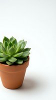 Green succulent plant in terracotta pot isolated on white background for home decor and gardening projects.