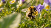 Fuzzy bumblebee collecting pollen from purple wildflower in sunny garden, pollinating blooms during spring season.