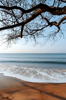 Tranquil seascape with waves rolling onto sandy beach under curved tree branch silhouette against blue sky, creating serene natural framing of ocean view.
