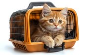 Orange tabby kitten sitting inside open pet carrier with curious expression, ready for travel or vet visit on white background.