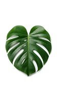 Isolated green monstera leaf with natural perforations on white background, ready for design projects, botanical illustrations, and web graphics.