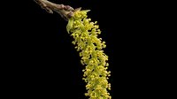 Forsythia branch with bright yellow drooping flowers isolated on transparent background, ready for design use on t-shirts, clipart, stickers, and print-on-demand products.