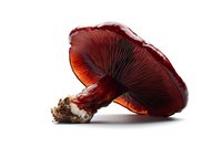 Fresh red mushroom with dark gills and soil particles at base against white background, dramatic side lighting reveals translucent cap texture, isolated photo.