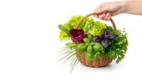 Hand holding wicker basket filled with fresh mixed salad greens and herbs on white background, isolated for healthy cooking and organic food concepts.
