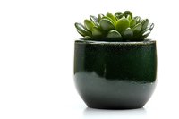 Green succulent plant in round black ceramic pot against white background, minimalist home decor composition with copy space for text placement.