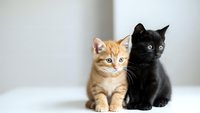 Two adorable kittens sitting together, orange tabby and black cat with bright eyes, perfect for pet adoption campaigns and animal welfare content.