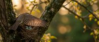 Bird nest with blue eggs nestled in tree branches during golden hour sunlight creating warm natural wildlife scene for nature photography projects.