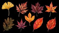 Autumn leaves collection featuring ginkgo, maple, and various fall foliage in warm gold, red, and orange tones. Isolated on transparent background, ready for t-shirts, clipart, stickers, sublimation, and print-on-demand designs.