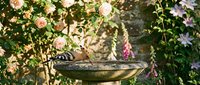 Ornate metal bird bath surrounded by blooming roses and flowering vines in sunlit garden setting for outdoor decor and wildlife attraction.