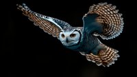 Flying owl with spread wings against dark background, dramatic lighting highlights white and brown feather patterns, nocturnal bird in motion captured mid-flight.