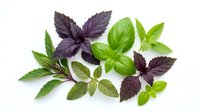 Fresh basil leaves collection featuring green and purple varieties isolated on white background for culinary design projects.