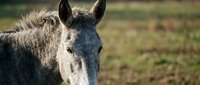 Closeup of gray donkey with alert ears facing camera in pasture, suitable for farm and animal stock photography.
