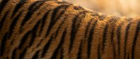 Close-up of tiger fur with distinctive black stripes on orange coat showing natural texture and pattern detail for wildlife and nature projects.