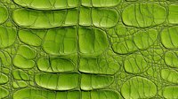 Bright lime green crocodile skin texture with detailed scales and natural pattern. Close up macro photography shows authentic reptilian leather surface structure.
