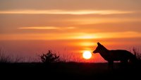 Fox silhouette against dramatic orange sunset sky with golden clouds and grass landscape creating peaceful wildlife scene for nature photography.