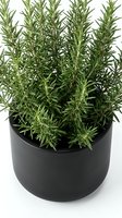 Fresh rosemary herb plant growing in black ceramic pot isolated on white background for culinary cooking and kitchen garden design projects.