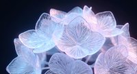 Delicate translucent hydrangea petals with ethereal blue and pink gradient lighting effects on dark background for artistic floral design projects.