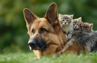 German shepherd dog lying on grass with two adorable gray tabby kittens sitting on its back in outdoor garden setting for pet friendship concepts.