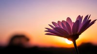 Purple daisy flower silhouette against golden sunset sky with warm orange and pink gradient colors creating peaceful nature scene for meditation and wellness.