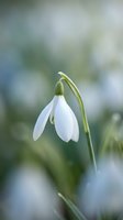Single white snowdrop flower blooming in early spring with soft blurred natural background for seasonal garden and botanical content.