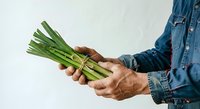 Fresh green onions held in male hands wearing denim shirt, isolated on white background for culinary, cooking, recipe, and food styling projects.