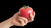 Hand holding a ripe pink tomato, isolated on transparent background. Ready for stickers, clipart, print on demand, T-shirt design, and sublimation projects.