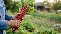 Farmer holding fresh rhubarb stalks in vegetable garden, harvesting organic produce for cooking and culinary use.