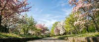 Cherry blossom trees in full bloom line a peaceful park pathway under blue sky, creating natural spring tunnel for walking and outdoor recreation.