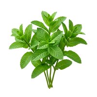 Fresh mint leaves bunch isolated on white background, ready for culinary, beverage, and wellness design projects.
