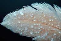 Delicate white feather with crystal clear water droplets on dark background creating elegant natural texture for spa and wellness designs.