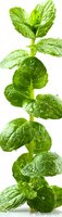 Fresh mint leaves with water drops on white background, vertical composition showing detailed leaf texture and stem structure. Isolated herb suitable for culinary designs.