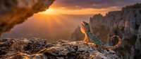 Lizard perched on rocky cliff edge at golden hour sunset with dramatic light rays and canyon landscape backdrop, suitable for nature, wildlife, and outdoor adventure themes.