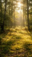 Sunlit forest path with tall trees and golden light filtering through canopy, creating serene woodland atmosphere for nature and outdoor design projects.