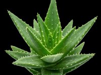 Aloe vera plant with thick green leaves and water droplets, isolated on transparent background. Ready for t-shirt designs, clipart, stickers, print-on-demand products, and sublimation projects.