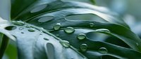 Fresh green leaf with crystal clear water droplets after morning rain creating natural botanical background for wellness and environmental concepts.