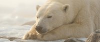 Majestic polar bear resting on snowy ground during golden hour, showcasing thick white fur and peaceful expression in natural arctic habitat.