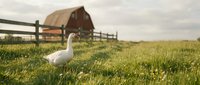 White goose walking on green grass meadow near wooden fence with rustic red barn in countryside farm setting during golden hour sunlight.