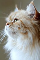 Close-up profile portrait of cream colored Persian cat with long fluffy fur and bright green eyes looking up against soft blurred background. Elegant feline expression.