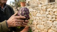 Mature hands holding fresh purple artichoke against rustic stone wall background. Suitable for organic produce, farming, agriculture, and food marketing materials.