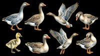 Geese and gosling set isolated on transparent background, ready for stickers, clipart, t-shirt design, print on demand, and sublimation projects.