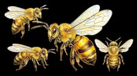 Four detailed honey bees in various poses, isolated on transparent background, ready for stickers, t-shirt design, print on demand, sublimation, and clipart use.