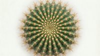 Round barrel cactus with golden spines viewed from above showing perfect geometric spiral pattern. Desert plant succulent for home decor and botanical design.