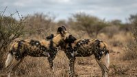 Pack of African wild dogs in natural savanna habitat displaying social bonding behavior among endangered carnivorous mammals in wilderness ecosystem.