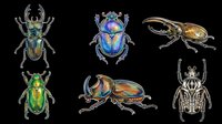 Colorful beetles collection isolated on transparent background, ready for t-shirt designs, clipart, stickers, sublimation and print-on-demand products.