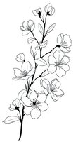 Minimalist black and white line art of cherry blossom branch with delicate flowers and leaves, isolated on white background. Suitable for tattoo designs and wall art.